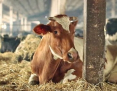 Живі дріжджі поліпшують засвоєння корму коровами